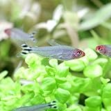 警戒心が強い熱帯魚とは・熱帯魚が警戒心を持つ理由と神経質な魚種例